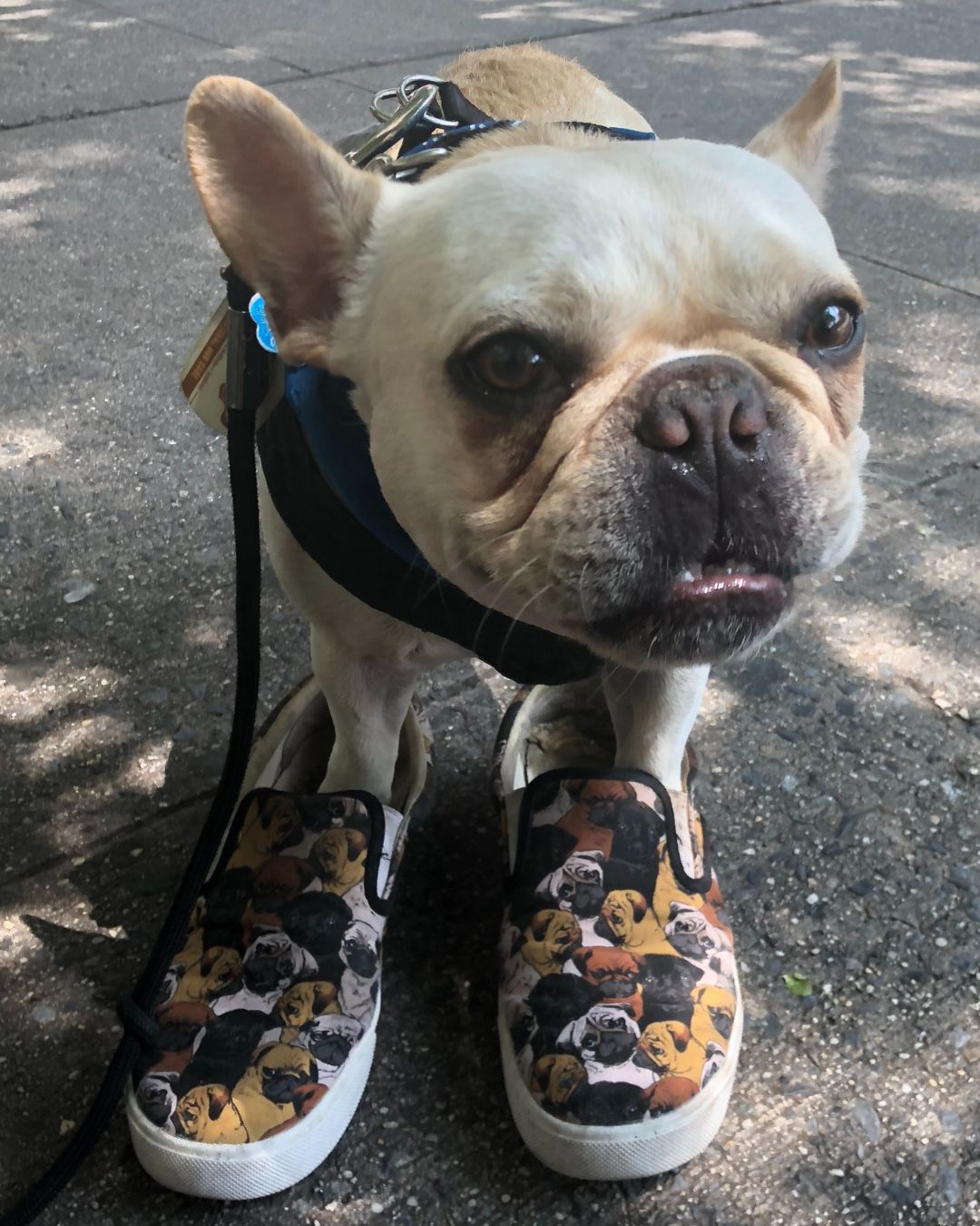 What Brooklyn Dog Owner's Are SayinG about our dog walking and pet sitting