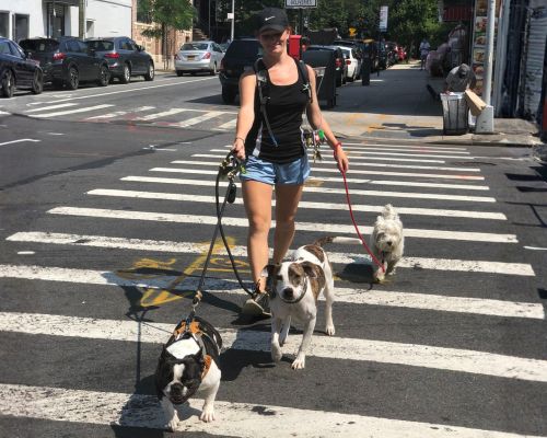godog dog walking brooklyn NYC